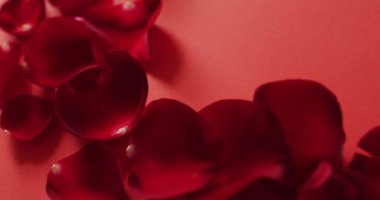 Sevgililer gününde kırmızı arka planda kırmızı taç yaprakları çerçevesi. Sevgililer günü, aşk ve kutlama konsepti..