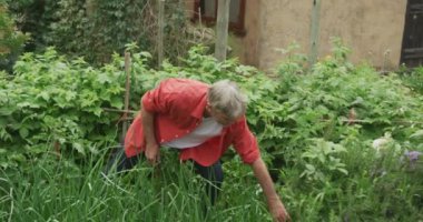Üst düzey beyaz adam bahçede tek başına hasat ediyor ve çalışıyor. aktif emeklilik ve sağlıklı açık hava yaşam tarzı.