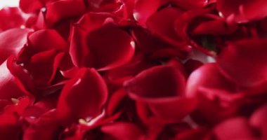 Sevgililer gününde pembe arka planda kırmızı gül yaprakları. Sevgililer günü, aşk ve kutlama konsepti..