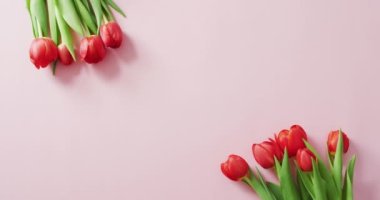 Sevgililer gününde pembe arka planda duran kırmızı laleler. Sevgililer günü, aşk ve kutlama konsepti..
