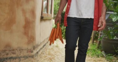 Bahçede taze havuçlarla yürüyen kıdemli beyaz adam. aktif emeklilik ve sağlıklı açık hava yaşam tarzı.