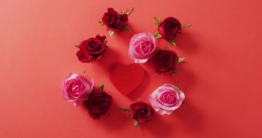 Sevgililer gününde kırmızı arkaplanlı kırmızı ve pembe güller. Sevgililer günü, aşk ve kutlama konsepti..