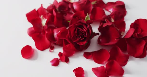 Rode Roos Bloemblaadjes Liggend Roze Achtergrond Valentijnsdag Valentijnsdag Liefde Feest — Stockvideo