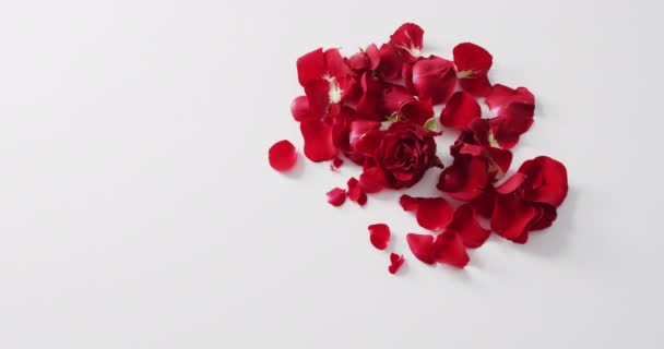 Rosa Roja Pétalos Sobre Fondo Rosa Día San Valentín Día — Vídeo de stock