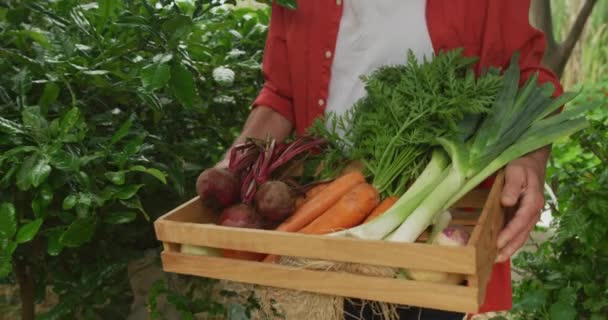 庭で新鮮な野菜のバスケットで歩くシニア白人男性 積極的な退職と健康的なアウトドアライフスタイル — ストック動画