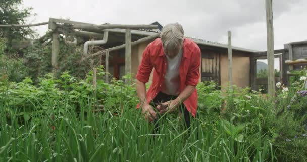 정원에서 수확하고 일하는 코카서스 은퇴와 — 비디오