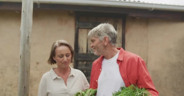 Portrait Couple Caucasien Âgé Souriant Avec Panier Légumes Retraite Active — Video