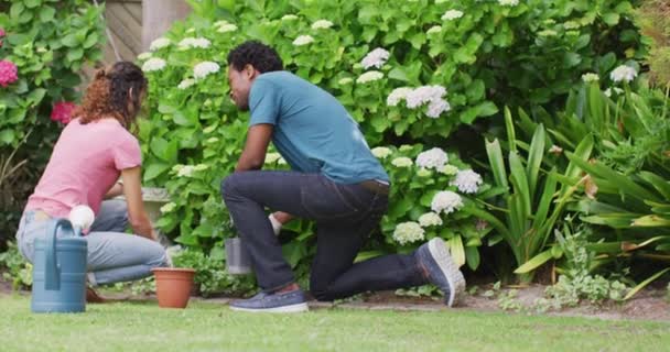 Vista Posteriore Felice Coppia Biraciale Giardinaggio Insieme Piantare Fiori Orticoltura — Video Stock