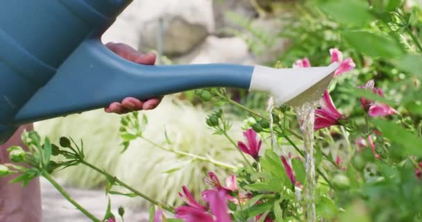 Handen Van Biracial Vrouw Tuinieren Planten Besproeien Met Gieter Tuinbouw — Stockvideo