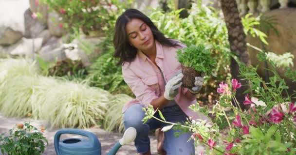 Konzentrierte Frau Gärtnert Pflanzt Blumen Gartenbau Gartenarbeit Und Hochwertige Freizeit — Stockvideo