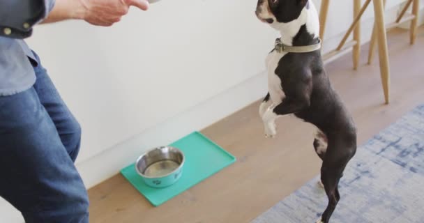 Fehér Férfi Otthon Edzi Eteti Kutyáját Élvezi Minőségi Szabadidő Otthon — Stock videók