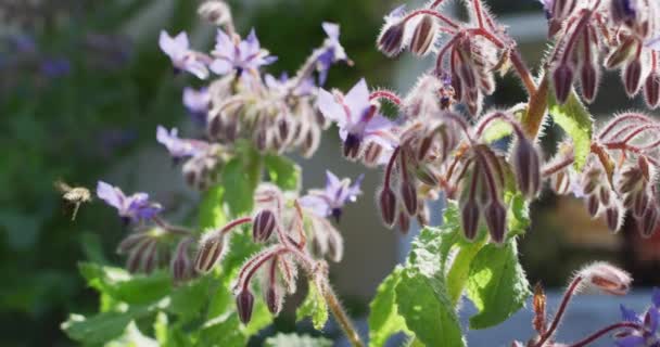Bahçede Bal Çiçek Toplayan Arıları Kapatın Hayatı Evde Zaman Geçirmek — Stok video