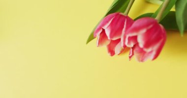 Sarı bir yüzeyde iki pembe lale çiçeğinin videosu. Geleneksel Paskalya tatlıları