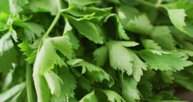 Gri arka planda taze maydanoz yapraklarının yakın plan videosu. Füzyon yiyecekler, taze sebzeler ve sağlıklı yeme konsepti.