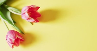 Sarı bir yüzeyde iki pembe lale çiçeğinin videosu. Geleneksel Paskalya tatlıları.