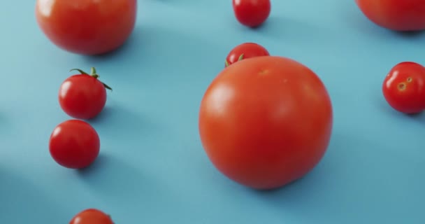 Βίντεο Φρέσκες Ντομάτες Και Ντοματίνια Μπλε Φόντο Fusion Food Φρέσκα — Αρχείο Βίντεο