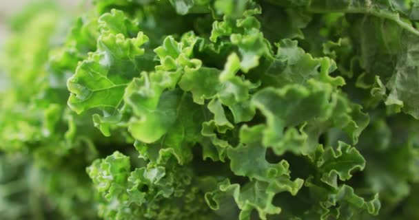 新鲜沙拉叶子的特写视频 融合食物 新鲜蔬菜及健康饮食概念 — 图库视频影像