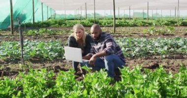 Güneşli bir günde serada dizüstü bilgisayarı olan çeşitli kadın ve erkeklerin videoları. Modern organik tarım, tarım sektörü ve teknoloji kavramı.
