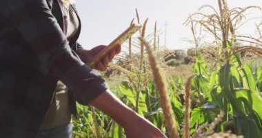 Güneşli bir günde beyaz bir kadının tabletle sahada durduğu görüntüler. Modern organik tarım, tarım sektörü ve teknoloji kavramı.