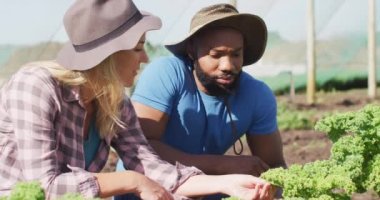 Çiçekleri kontrol eden ve serada konuşan mutlu kadın ve adamın videosu. Modern organik tarım, tarım sektörü ve teknoloji kavramı.