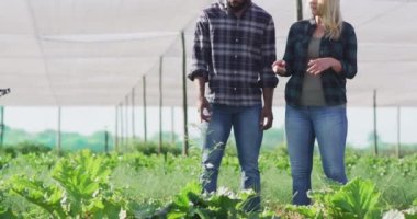 Serada konuşan mutlu kadın ve adamın videosu. Modern organik tarım, tarım sektörü ve teknoloji kavramı.