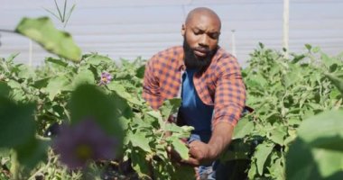 Afro-Amerikan bir adamın seradaki bitkileri kontrol edişinin videosu. Modern organik tarım, tarım sektörü ve teknoloji kavramı.