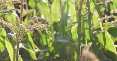 Güneşli bir günde mısır ve sebzeli eko çiftliği videosu. Modern organik tarım, tarım sektörü ve teknoloji kavramı.