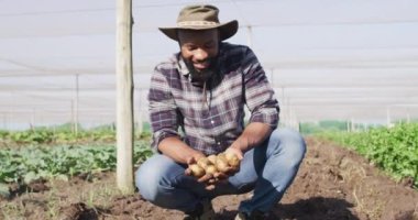 Mutlu Afro-Amerikan bir adamın serada patates tutarken videosu. Modern organik tarım, tarım sektörü ve teknoloji kavramı.