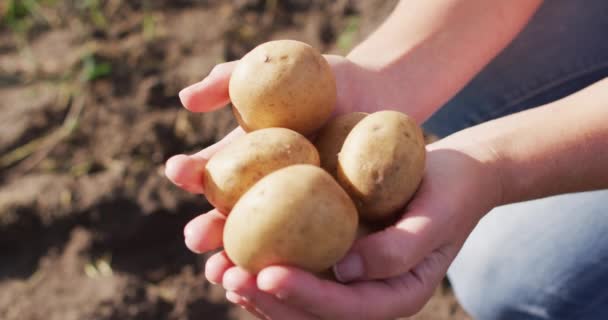 Video Mani Donna Caucasica Che Tiene Patate Azienda Agricola Biologica — Video Stock