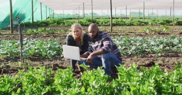 Video Olika Kvinnliga Och Manliga Med Laptop Växthus Solig Dag — Stockvideo