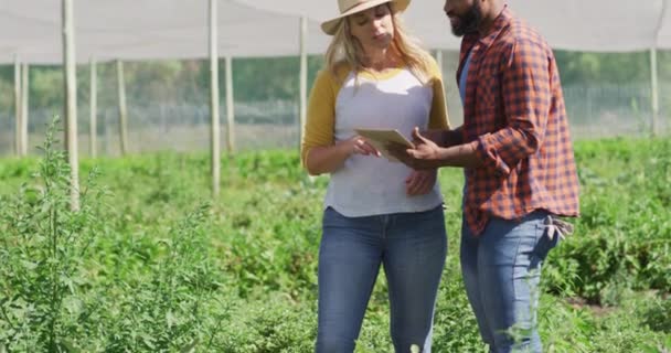 Відео Щасливої Різноманітної Жінки Чоловіка Використовуючи Планшет Розмовляючи Теплиці Сучасна — стокове відео