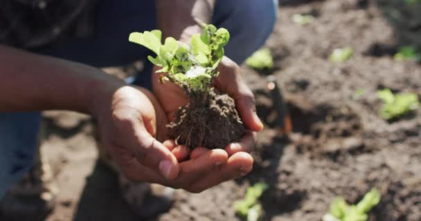 Vídeo Mãos Homem Americano Africano Que Mantém Planta Cultivada Sementes — Vídeo de Stock