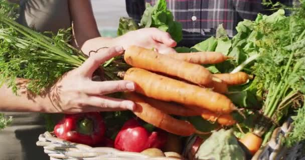 Video Hands Caucasian Woman Putting Carrots Basket Full Freshly Picked — Stock Video