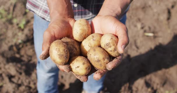非洲裔美国人手拿着土豆的视频 现代有机农场 农业企业和技术概念 — 图库视频影像