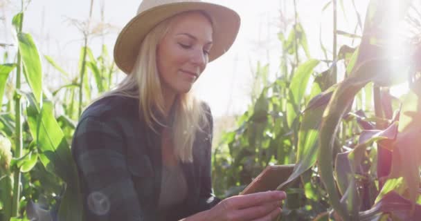 Vídeo Mulher Caucasiana Feliz Usando Tablet Milheiral Dia Ensolarado Agricultura — Vídeo de Stock