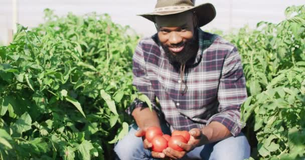 Vídeo Homem Afro Americano Feliz Segurando Tomates Estufa Agricultura Orgânica — Vídeo de Stock