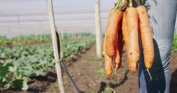 Vídeo Pernas Homem Afro Americano Segurando Cenouras Estufa Agricultura Orgânica — Vídeo de Stock