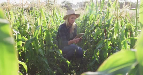 Vídeo Mulher Caucasiana Feliz Usando Tablet Milheiral Dia Ensolarado Agricultura — Vídeo de Stock