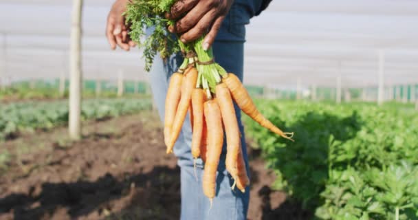 非洲裔美国人拿着胡萝卜站在温室里的镜头 现代有机农场 农业企业和技术概念 — 图库视频影像
