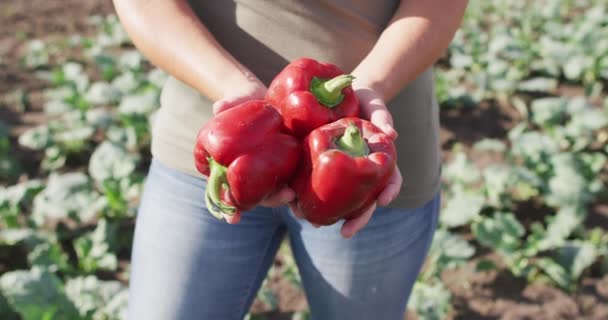 Video Händer Kaukasiska Kvinna Som Håller Paprika Modernt Koncept För — Stockvideo