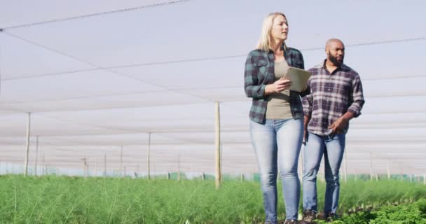 Video Diversas Hembras Machos Con Tableta Invernadero Día Soleado Agricultura — Vídeo de stock