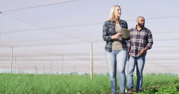 Video Van Diverse Vrouwtjes Mannetjes Met Tablet Kas Zonnige Dag — Stockvideo