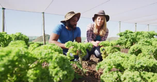 快乐多样的男人和女人在温室里播种的录像 现代有机农场 农业企业和技术概念 — 图库视频影像