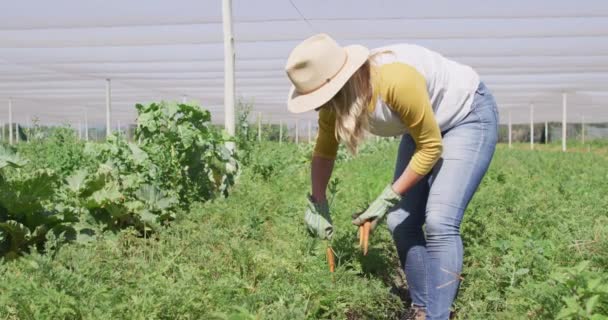 视频中的高加索女人穿着围裙 在温室里采摘胡萝卜 现代有机农场 农业企业和技术概念 — 图库视频影像