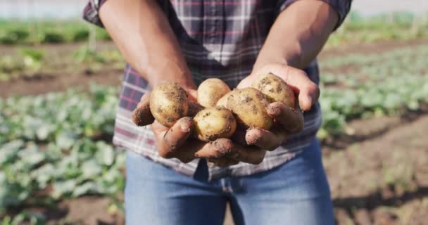 非洲裔美国人手拿着土豆的视频 现代有机农场 农业企业和技术概念 — 图库视频影像