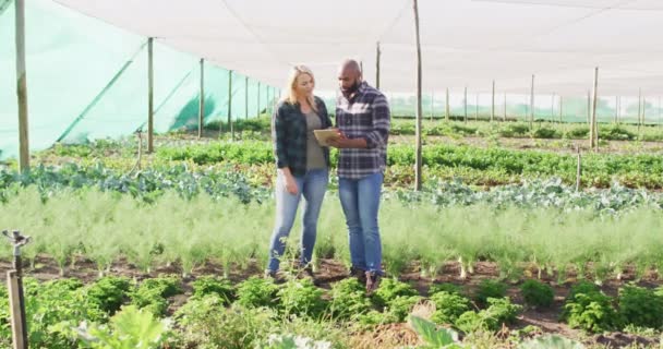 Video Diversas Hembras Machos Con Tableta Invernadero Día Soleado Agricultura — Vídeo de stock