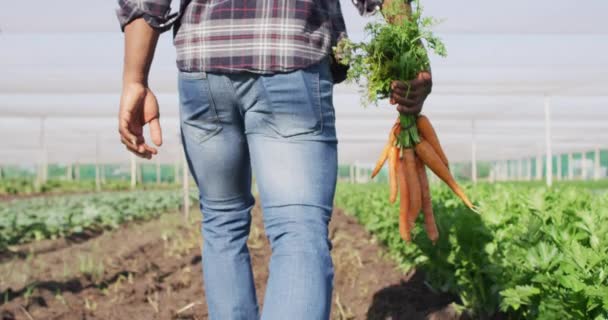 非洲裔美国人拿着胡萝卜站在温室里的录像 现代有机农场 农业企业和技术概念 — 图库视频影像