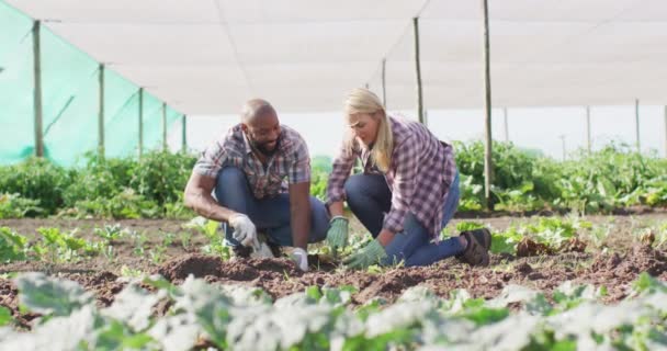 Video Feliz Mujer Diversa Hombre Plantando Plántulas Invernadero Agricultura Orgánica — Vídeo de stock