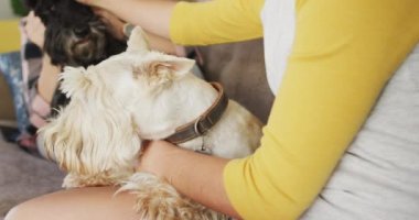 Kafkasyalı lezbiyen çift evdeki kanepede köpekleriyle oynuyorlar. lgbt ilişkisi ve yaşam tarzı konsepti