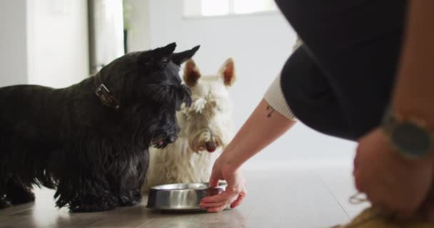 在家里喂狗的高加索女人的中间部分 爱护动物的概念 — 图库视频影像